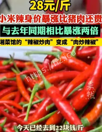 小米辣涨价
