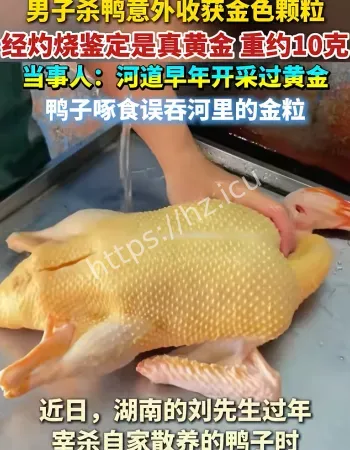 鸭肚中剖出黄金